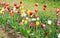 A series of tulips of various colors at a botanical reserve. Perfect shot for spring, tulips, growth, botany