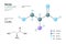 Serine. Ser C3H7NO3. Î±-Amino Acid. Structural Chemical Formula and Molecule 3d Model. Atoms with Color Coding. Vector