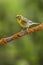 Serinus serinus - The verdigris or serin is a species of passerine bird in the Fringillidae family