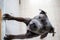 Serious American Staffordshire Terrier standing on hind feet in kitchen