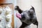 Serious American Staffordshire Terrier standing on hind feet in kitchen