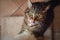 Serious angry marbled tabby male cat sharpening claws using cat scratcher and licking nose with tongue out on floor background at