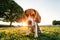 Serious Beagle dog strolling in park on green grass