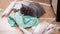 Serious big gray british shorthair cat with tailor sits on the floor next to patterns, tailor cloth and scissors