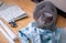 Serious big gray british shorthair cat with tailor sits on the floor next to patterns, tailor cloth and scissors