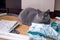 Serious big gray british shorthair cat with tailor sits on the floor next to patterns, tailor cloth and scissors