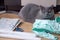 Serious big gray british shorthair cat with tailor sits on the floor next to patterns, tailor cloth and scissors