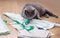 Serious big gray british shorthair cat with tailor sits on the floor next to patterns, tailor cloth and scissors