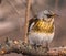 Serious bird thrush on old tree branch in spring