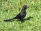 Serious black bird standing on fresh green grass