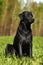 Serious black Labrador sitting on the grass