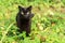 Serious bombay black cat with yellow eyes in green grass in nature