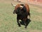 a serious bull with big horns in the bullring