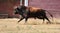 a serious bull with big horns in the bullring