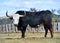 a serious bull with big horns in the cattle raising in spain