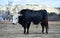 a serious bull with big horns in the cattle raising in spain