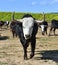 a serious bull with big horns in the cattle raising in spain