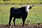 a serious bull with big horns in the cattle raising in spain