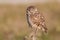Serious burrowing owl watching at camera Athene cunicularia