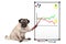 Serious business pug puppy dog sitting down, pointing at white board with chart, yellow notes and magnets