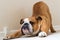 Serious calm English bulldog stretching