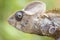 Serious chameleon head close up in Madagascar