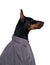 Serious Dobermann dog profile in shirt, isolated over white background