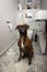 Serious dog boxer sitting in front of toilet