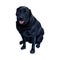 Serious dog breed black Labrador Retriever