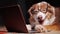 Serious dog-businessman working with a laptop. Funny animals concept