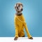 Serious dog Weimaraner wearing yellow sweater and eyeglasses looking away over blue studio background. Stylish animal