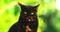 Serious domestic cat on a greenery background, close-up portrait, of animal, copy space banner photo