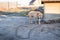 Serious domestic dog confidently walks near his booth in the setting sun