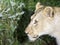 Serious face of a lioness ready to hunt at night in the Kruguer National Park in South Africa, a perfect wildlife park for safaris