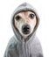 A serious focused look with contempt. Haughty judgmental dog face in hood. Funny dog calm mood. White background