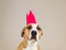 Serious and funny staffordshire terrier with paper crown posing in minimalistic background