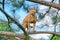 Serious ginger cat Devon rex on a tree attentively watching hunts