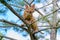 Serious ginger cat Devon rex on a tree attentively watching hunts