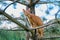 Serious ginger cat Devon rex on a tree attentively watching hunts