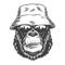 Serious gorilla in monochrome style