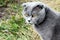 Serious gray British cat on a background of grass
