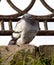 Serious gray pigeon.