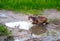 Serious homeless fluffy cat sitting in a puddle outdoor