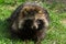 Serious Japanese raccoon dog (Nyctereutes viverrinus) sitting on the ground on a sunny day