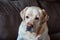 Serious labrador dog on grey background