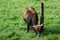 Serious looking horny brown cow eats grass beyond the barb wire fence . Breakaway at work . Angry bull gives the deep look into