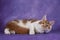 Serious maine coon on purple background