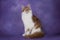 Serious maine coon on purple background