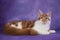 Serious maine coon on purple background