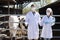 Serious man and woman veterinarian standing close to cows